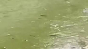 Ikan Mendadak Mengapung di Sungai Cisadane, Warga Berburu dengan Jaring dan Tombak