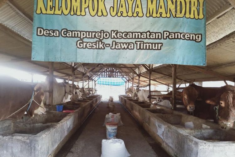 Kandang sapi peliharaan milik Muhammad Sholeh yang berada di Desa Campurejo, Kecamatan Panceng, Gresik.