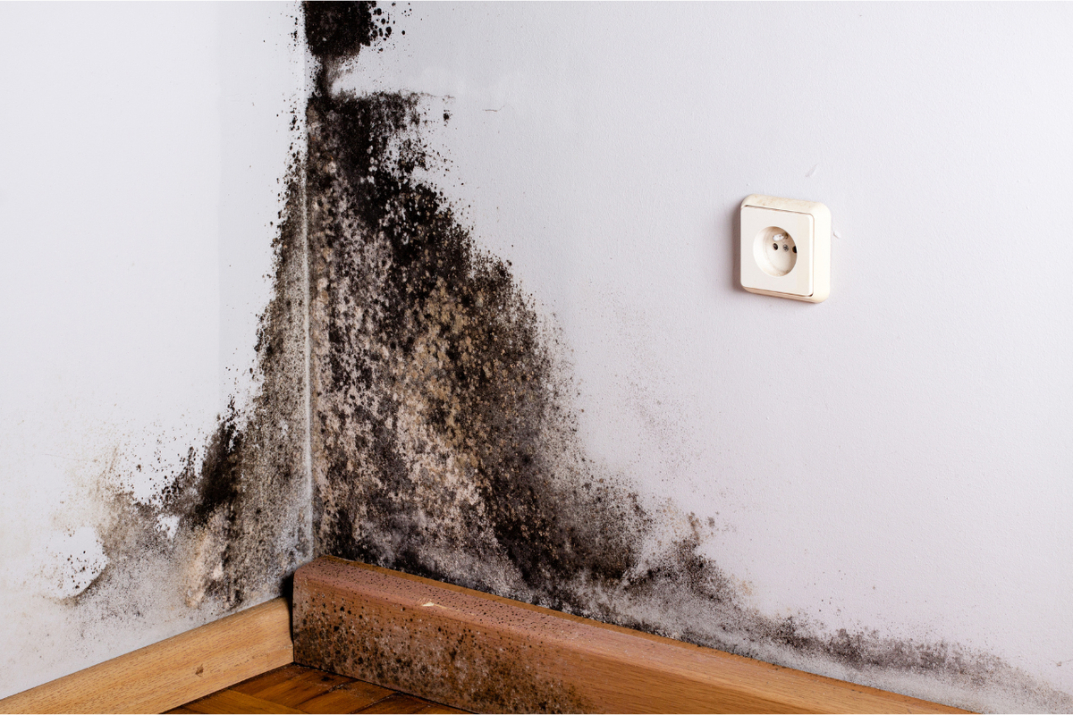 ilustrasi black mold atau jamur hitam yang ada di dinding rumah.