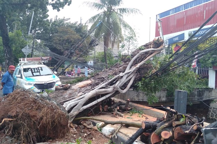 Pohon mahoni tumbang timpa tiang listrik di jalan Kalibata Selatan, Jakarta Selatan, Selasa (12/11/2019)