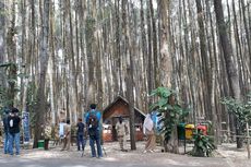 Pinus Sari di Mangunan, Bantul Uji Coba Internal dan Siap Sambut Wisatawan