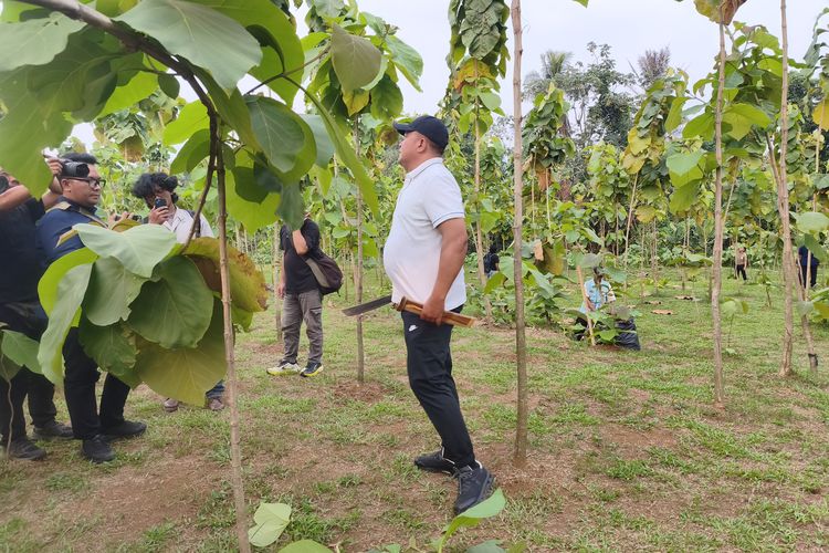 Pemkab Bogor Buka Lahan 220 Hektar untuk Ditanami Pohon Jati, Manfaatkan Cadangan Tanah Makam