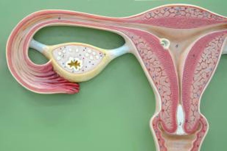 Pematangan ovum terjadi pada