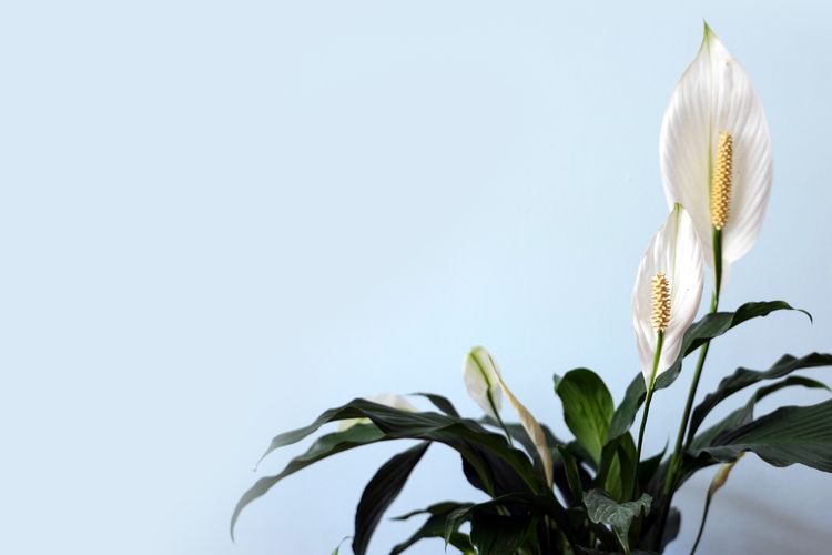 Ilustrasi lili paris, salah satu tanaman pemurni udara.