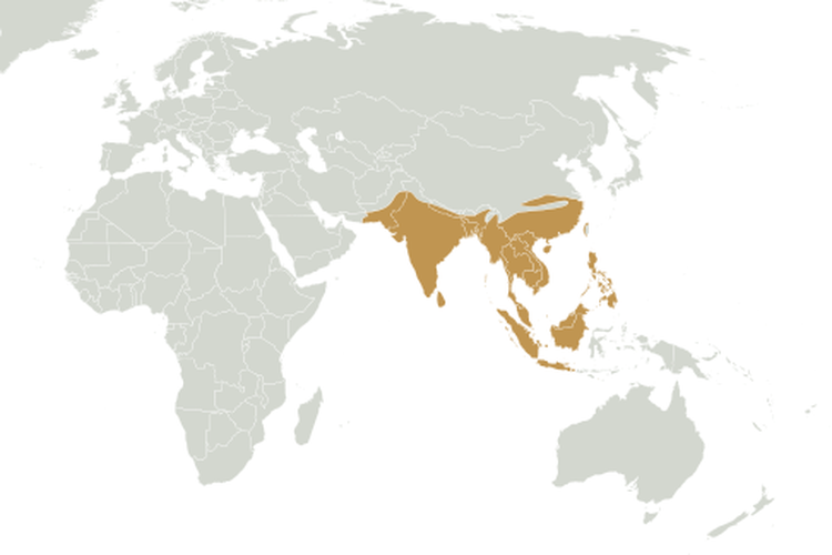 Wilayah yang ditempati fauna oriental