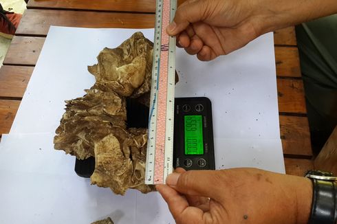 Diduga Kerangka Kepala Macan Tutul Jawa, BBKSDA Jatim Tunggu Uji Lab LIPI