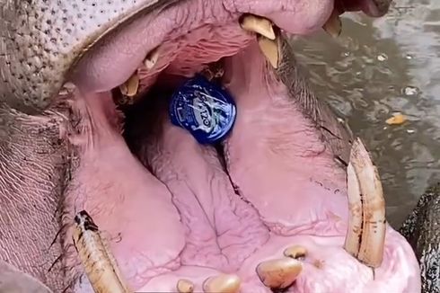 Sederet Fakta Mulut Kuda Nil Dilempar Sampah Plastik oleh Seorang Nenek, Video Viral hingga Diproses Hukum