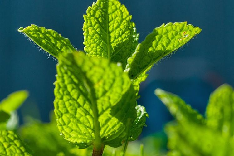 Tanaman mint