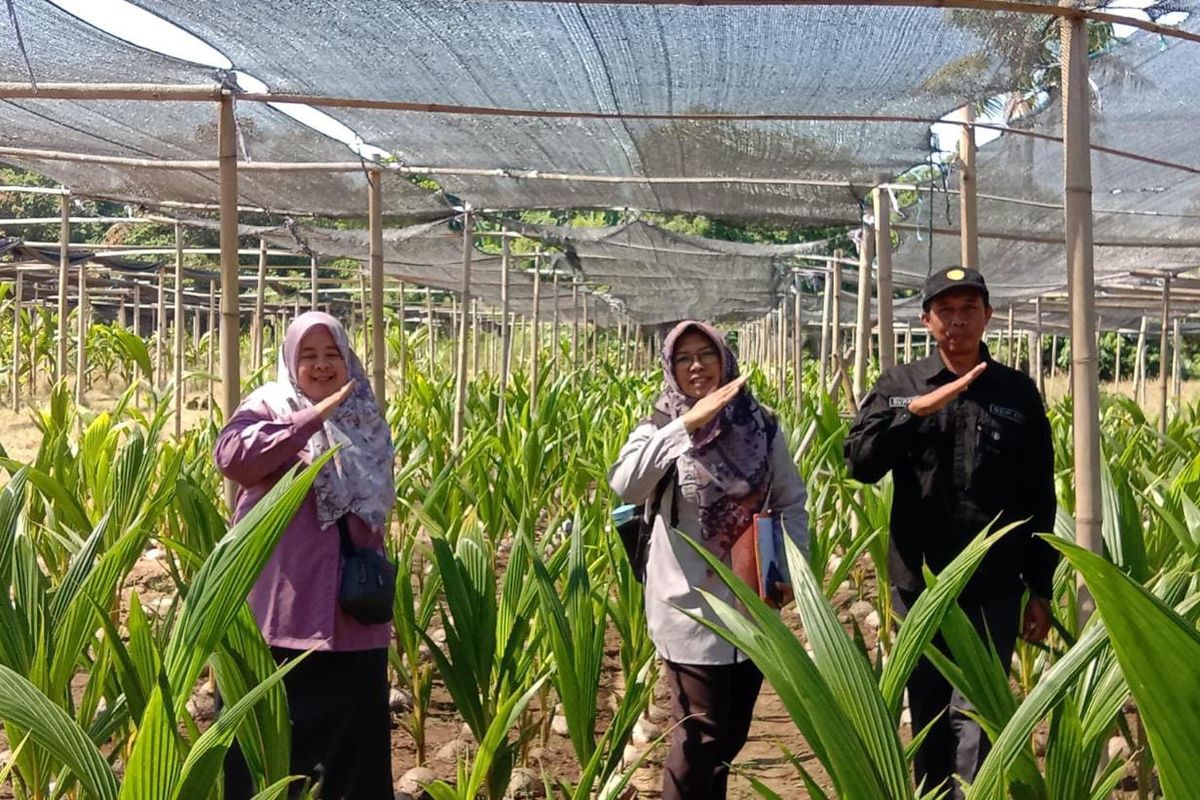 Direktorat Jenderal Perkebunan (Ditjenbun) melalui Balai Besar Perbenihan dan Proteksi Tanaman Perkebunan Surabaya (BBPPTP) Surabaya intens memonitor progres pembangunan nurseri perkebunan.

