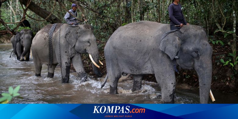 Kawanan Gajah  Tiga  Hari Berkeliling Permukiman dan Merusak 