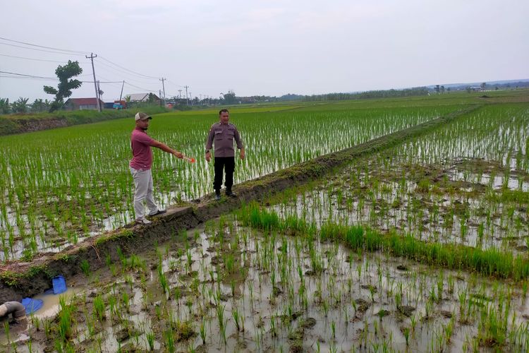 Polisi tunjukkan TKP petani yang tewas di sawah, Desa Temulus, Kecamatan Randublatung, Kabupaten Blora, Jawa Tengah, Jumat (17/3/2023)