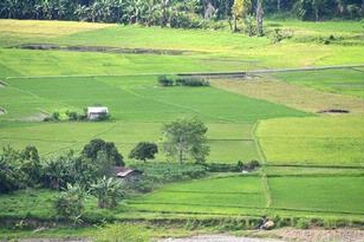 Hamparan sawah menghijau di salah satu lembah di Kabupaten Ngada, Flores, Nusa Tenggara Timur.