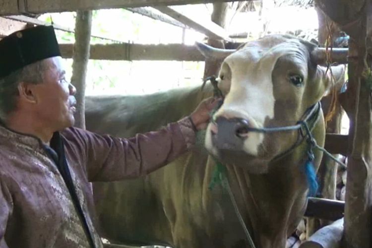 Rahman Takka bersama sapi miliknya yang dibeli Presiden Jokowi, saat ditemui di kandang sapi miliknya di Rea Barat, Desa Patampanua, Kecamatan Matakali, Polewali Mandar, Sulawesi Barat, Minggu (19/7/2020). Sapi berbobot 1,2 ton itu dipilih Jokowi sebagai sapi kurban untuk dipersembahkan kepada warga Sulawesi Barat pada hari raya Idul Adha mendatang.