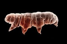 Luncurkan Program Pelatihan Gig Economy untuk Gen Z, Airlangga Siapkan Skema KUR Rp 10 Triliun