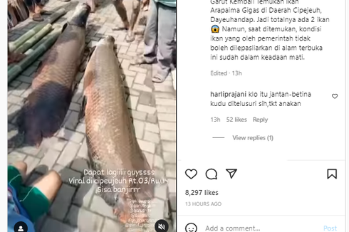 Warga Garut Temukan 2 Ikan Arapaima Pasca-banjir, Bagaimana Bisa Ikan Ini Ada di Indonesia?