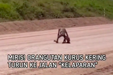 Video Viral Orang Utan Kurus Berjalan di Area Tambang, Ini Kata BKSDA