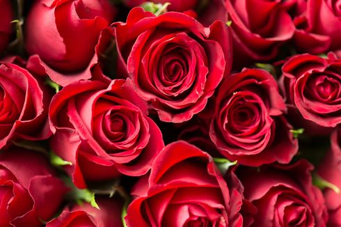 6 Fakta Menarik Bunga Mawar yang Belum Diketahui 