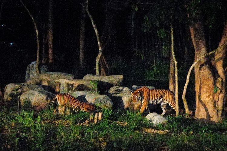 Suasana chiang mai night safari