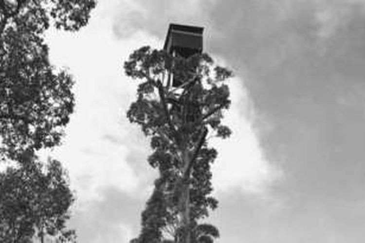 Foto rumah pohon Diamond Tree karya fotografer Frank Hurley.
