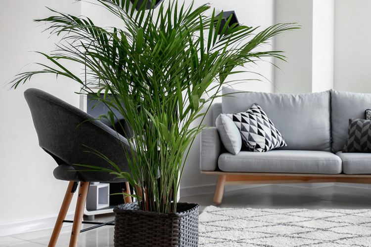 Tidak hanya indah dilihat, pohon palem juga menciptakan semacam hutan hujan dalam ruangan yang mungil sehingga dapat membuat rumah terasa lebih sejuk ketika cuaca panas