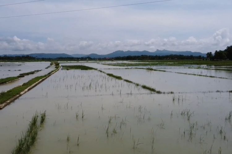 Ratusan hektar area persawahan di Kecamatan Adimulyo terendam banjir akibat tingginya curah hujan yang terjadi Kamis (7/3/2024). 