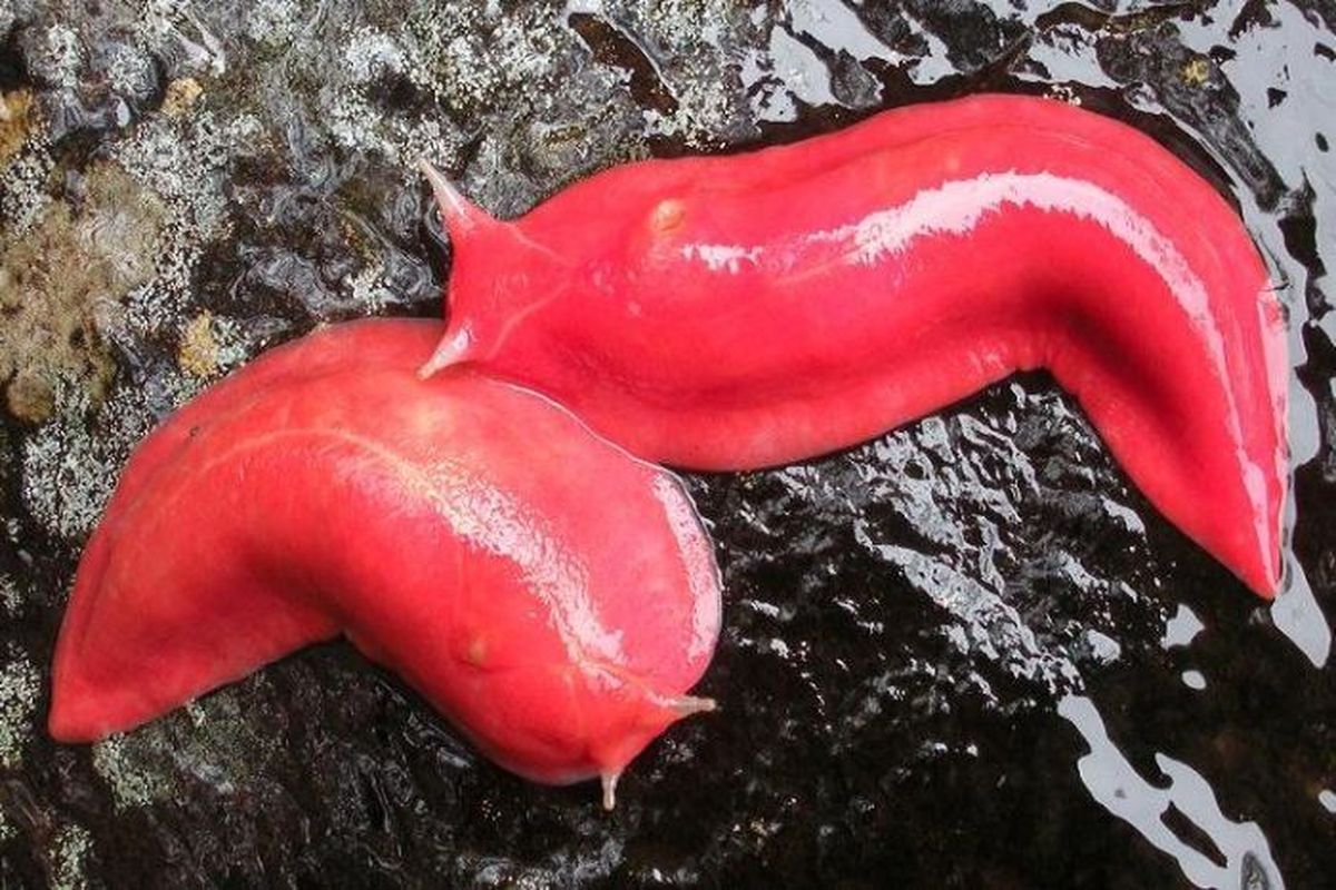 Spesies siput merah muda dari gunung Kaputar, Australia, selamat dari peristiwa kebakaran hutan Australia. Penjaga hutan menemukan 60 ekor di Taman Nasional Gunung Kaputar.