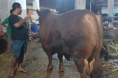 Prabowo Subianto Berkurban Sapi Seberat 1,2 Ton di Padang