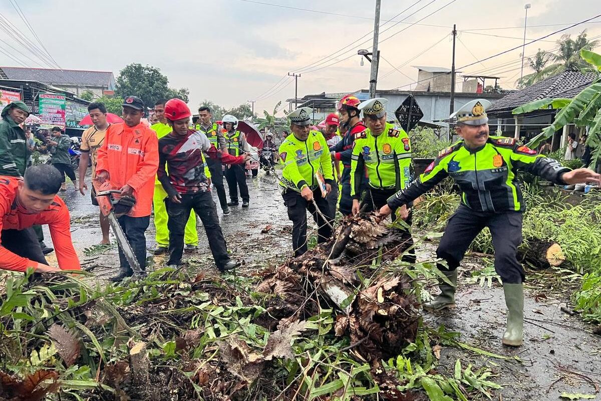 Anggota Satlantas Polres Trenggalek dan tim BPBD Trenggalek evakuasi pohon tumbang yang menutup jalur utama penghubung Trenggalek - Ponorogo di Kecamatan Tugu Trenggalek Jawa Timur, Selasa (19/11/2024).