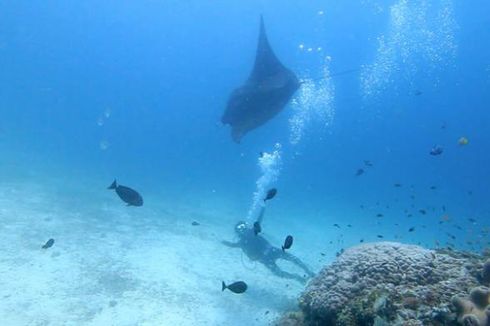 Siap-siap, Raja Ampat Segera Buka Manta Point di Arborek 