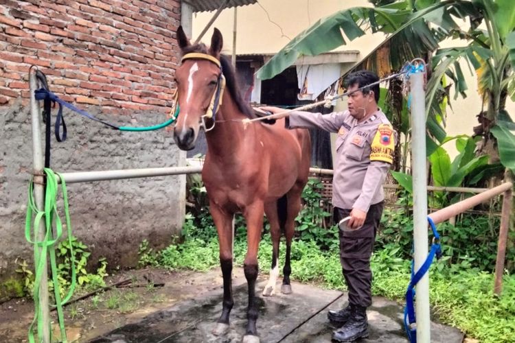 Anggota Bhabinkamtibmas Polresta Cilacap, Aiptu Warsito, dipercaya bakal menjadi kusir kereta kuda saat kirab pengantin Kaesang Pangarep dengan Erina Gudono.