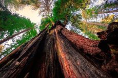 Mengenal Hyperion, Pohon Tertinggi di Dunia yang Mencapai 116 Meter