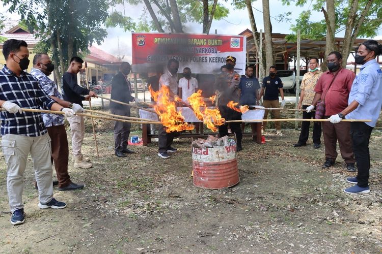 Polres Keerom bersama Kejaksaan Negeri Jayapura dan perwakilan tersangka, saat melakukan pemusnahan terhadap 8 KG narkoba jenis ganja di Mako Polres Keerom, Papua, Senin (5/9/2022).