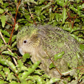 Burung Kakapo yang hampir punah