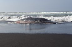 Hiu Tutul Terdampar dan Mati di Pantai Mbah Drajit Lumajang