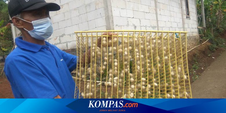 Kiat Pembudidaya Ulat Sutera Bertahan Saat Pandemi, Olah Murbei Jadi Teh hingga Jualan Batang Pohon - Vimarsana News