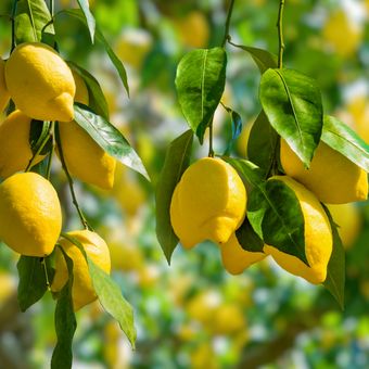 Ilustrasi pohon lemon.