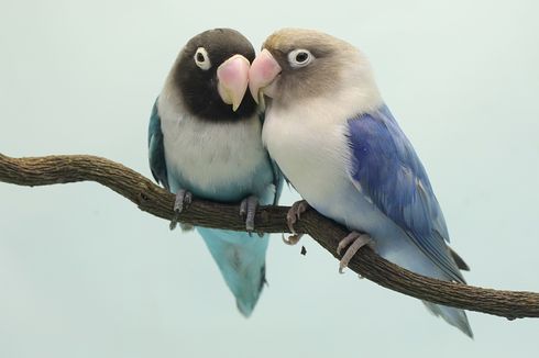 Jangan Keliru, Ini 5 Perbedaan Burung Lovebird Jantan dan Betina