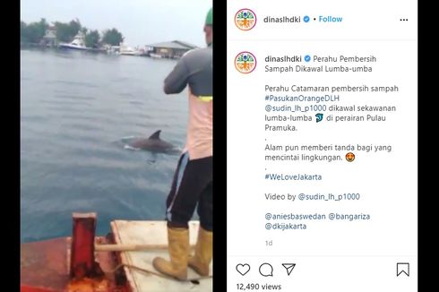 Video Viral Lumba-lumba di Perairan Pulau Pramuka, Ini Kata Dinas LH