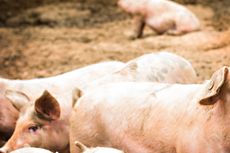 Puluhan Ekor Babi di NTT Mati Mendadak