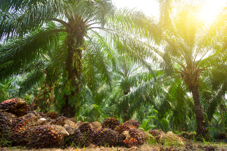 Ekspansi perkebunan sawit perlu ditekan dengan penerapan kebijakan penghentian total tanpa batas waktu untuk pengeluaran izin baru pembukaan lahan.