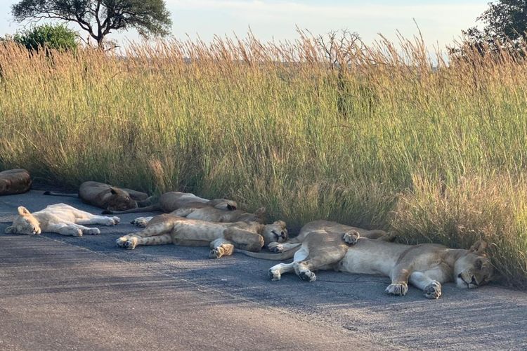 Singa-singa terlihat sedang tidur nyenyak di pinggir jalan Taman Nasional Kruger, Afrika Selatan, yang sepi pengunjung karena lockdown.