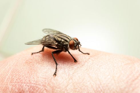 6 Cara Membasmi Lalat di Luar Ruangan, Dijamin Enggak Masuk ke Rumah