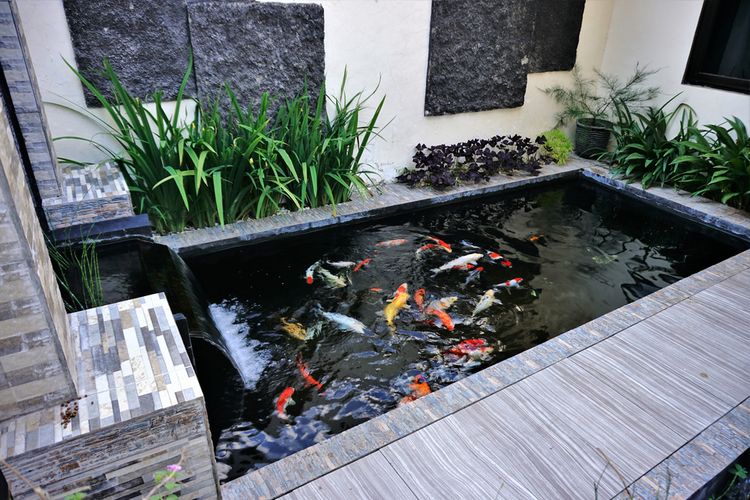 Ilustrasi kolam ikan minimalis di rumah minimalis