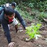 Enam Jam Mendaki Bukit, Polisi Temukan Ladang Ganja di Kebun Kopi