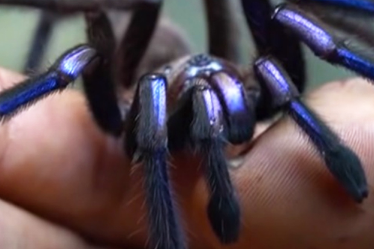 Spesies baru tarantula biru elektrik (Chilobrachys natanicharum) dari Thailand.
