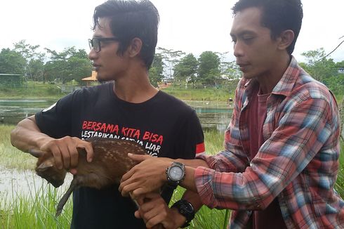 Kijang Sumatera yang Nyaris Punah Melahirkan di Penangkaran