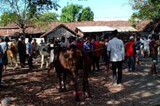 Buka Paksa Pasar Hewan, Pedagang Sapi: Kami Tidak Jualan, tapi Bank Tiap Bulan Menagih