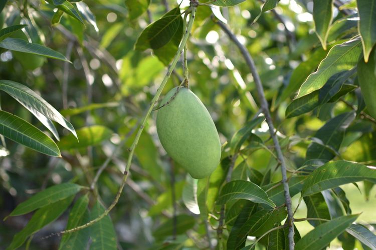 Ilustrasi pohon mangga harum manis. 