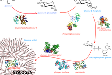 Glikogenesis: Pengertian dan Langkahnya