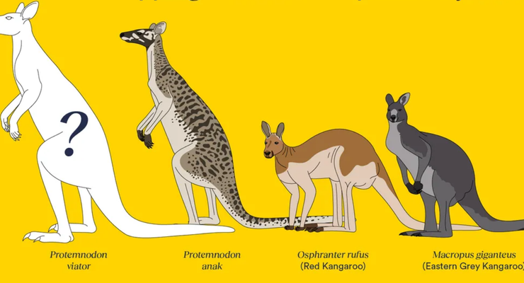 Temuan Fosil Kanguru Raksasa di Australia, Beratnya sampai 170 Kg